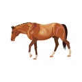 Wandering horse vector