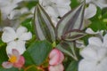 Wandering Jew Leaves Among Impatiens and Begonias