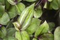 Wandering Jew Plant