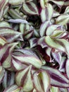 Wandering Jew Plant, Purple and green variegated