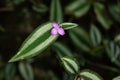 Wandering Jew Zebrina intense red flowers, beautiful leaves