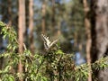 Beautiful butterfly of the swallowtail-queen Papilio machaon on twigs of juniper in pine bores