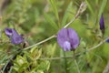 Wandering or Rambling Vetch