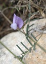 Wandering or Rambling Vetch Royalty Free Stock Photo