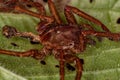 Wandering Spider exuviae Royalty Free Stock Photo