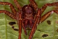 Wandering Spider exuviae Royalty Free Stock Photo