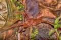 Wandering spider, amazonian Peru Royalty Free Stock Photo