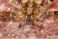 Wandering Spider Royalty Free Stock Photo