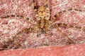 Wandering Spider Royalty Free Stock Photo