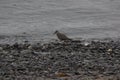 Wandering Tattler Heteroscelus incanus