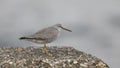 The wandering tattler (Tringa incana) in Japan