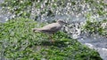 The wandering tattler (Tringa incana) in Japan