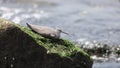 The wandering tattler (Tringa incana) in Japan