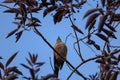 Wandering thrush (Turdus migratorius) bird perched on a barren tree branch against a clear blue sky Royalty Free Stock Photo