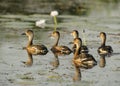 Wandering Whistling Ducks, Australia