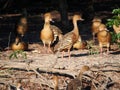 Wandering whistling ducks, Dendrocygna arcuata Royalty Free Stock Photo