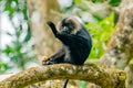 Wanderoo macaque (Macaca silenus) on the tree in the forest. Valrapai Royalty Free Stock Photo