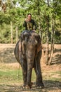 Wang Dong, Thailand, March 6, 2016: Mahout riding on his elephant in sanktuary of elephants, Elephants World