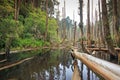 Wangyou Forest in Nantou, Taiwan