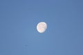 Waning Moon early in the morning on a blue sky and birds. Royalty Free Stock Photo