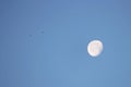 Waning Moon early in the morning on a blue sky and birds. Royalty Free Stock Photo