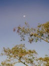 The waning moon hangs in a blue clear sky over an alder tree Royalty Free Stock Photo