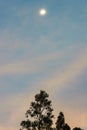 The waning moon hangs in a blue clear sky over an eucalyptus tree Royalty Free Stock Photo