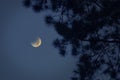 Waning moon and pine leaves at night