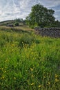 Field of Buttercups (Ranunculus) with curving drystone wall. Muker, Yorkshire Dales. England. Royalty Free Stock Photo