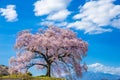 Wanitsuka no Sakura large 330 year old cherry tree in full bloom with blue sky background is a symbol of Nirasaki, Yamanashi Japan