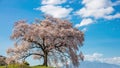 Wanitsuka no Sakura A large 330 year old cherry tree with a view of the mountains and Mount Fuji behind in Yamanashi,