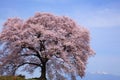 Wanitsuka no sakura with Mt.Yatsugatake