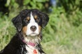 A Bernese Mountain Dog is wet from the lake Royalty Free Stock Photo