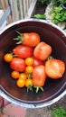 Tomatoes for vegetable growers and Gardeners Royalty Free Stock Photo