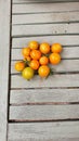 Tomatoes and Sunflowers for vegetable growers and Gardeners Royalty Free Stock Photo