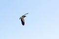 The Southern Lapwing flight on Blue Horizon