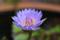 Wanvisa Waterlily Royalty Free Stock Photo