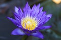 Wanvisa Waterlily Royalty Free Stock Photo