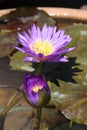 Wanvisa Waterlily Royalty Free Stock Photo
