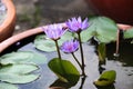 Wanvisa Waterlily Royalty Free Stock Photo