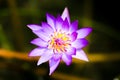 Wanvisa Waterlily Royalty Free Stock Photo