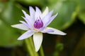 Wanvisa Waterlily Royalty Free Stock Photo