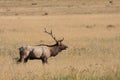 Wapiti Royalty Free Stock Photo