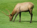 Wapiti Royalty Free Stock Photo