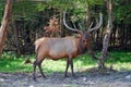 Wapiti Deer Royalty Free Stock Photo