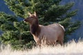 Wapiti elk doe grazing in dry spring grass Royalty Free Stock Photo