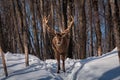 Wapiti walking the wood in winter Royalty Free Stock Photo