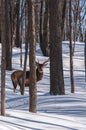 Wapiti walking the wood in winter Royalty Free Stock Photo