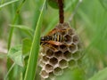 Wasp builds a nest on a stem