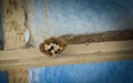 Waps nest with several wasp Royalty Free Stock Photo